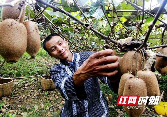 笑逐顏開鳳凰衛(wèi)視最新動態(tài)，引領媒體新潮，展現多彩魅力