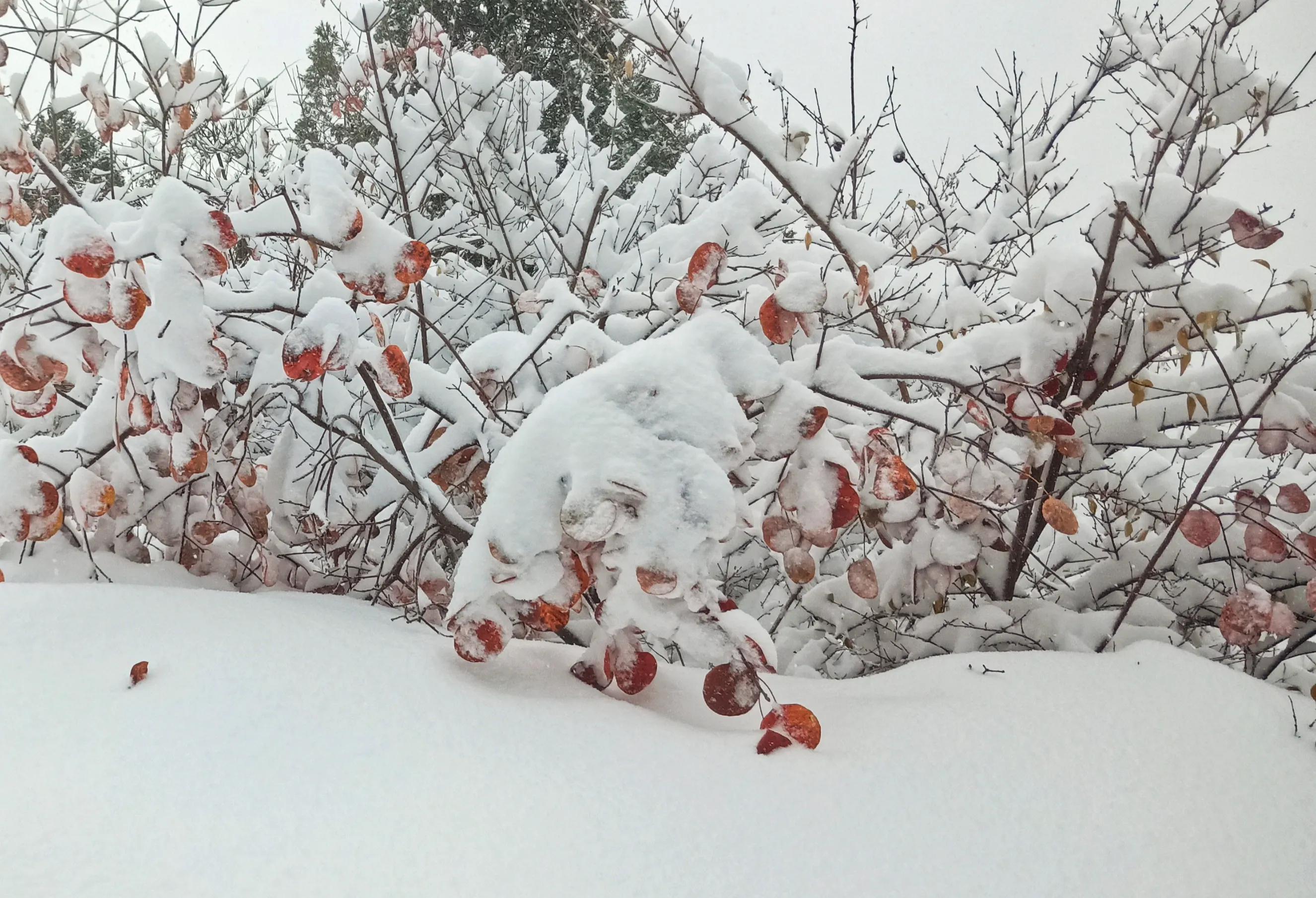 戰(zhàn)戀雪最新章節(jié)，命運(yùn)的交織與情感的升華