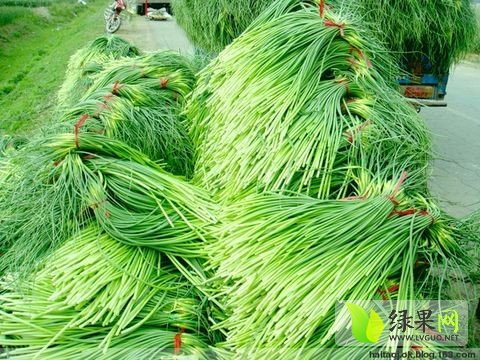 山東金鄉(xiāng)蒜苔最新價(jià)格動(dòng)態(tài)分析