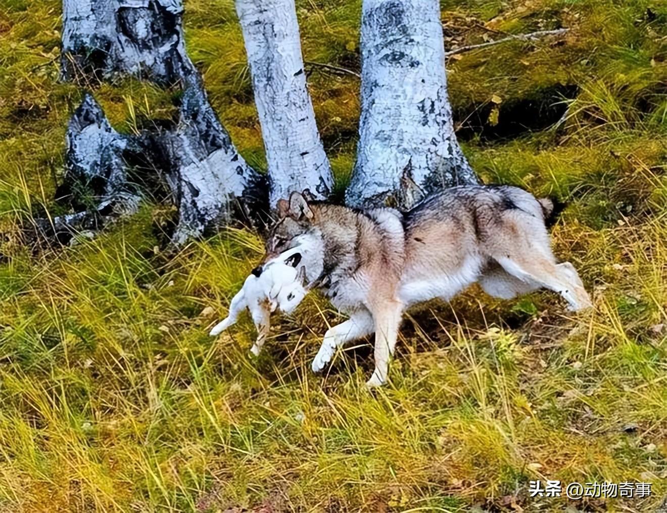 狼與兄弟最新章節(jié)酷匠網(wǎng)獨(dú)發(fā)——熱血兄弟情義的傳奇之旅