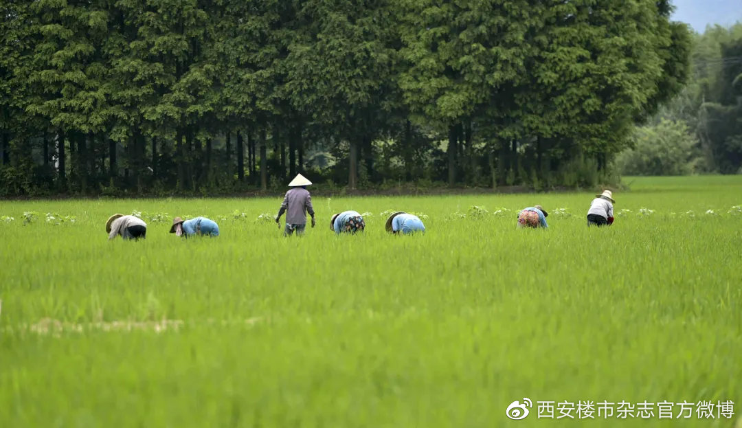 鄉(xiāng)村小仙農(nóng)最新篇章，綠色田野的神奇蛻變